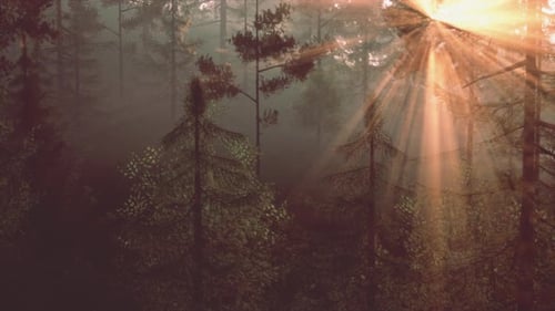 Sunlight Streaming Through the Trees in a Lush Forest