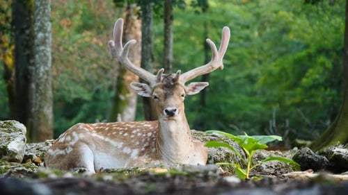 Male Fallow Deer, Buck With Antlers In Forest