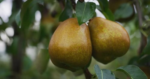 Close up of mature ecological and biological pears on a tree of plantation orchard in a fall seaso