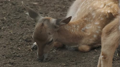 Bebê avistado de animal veado