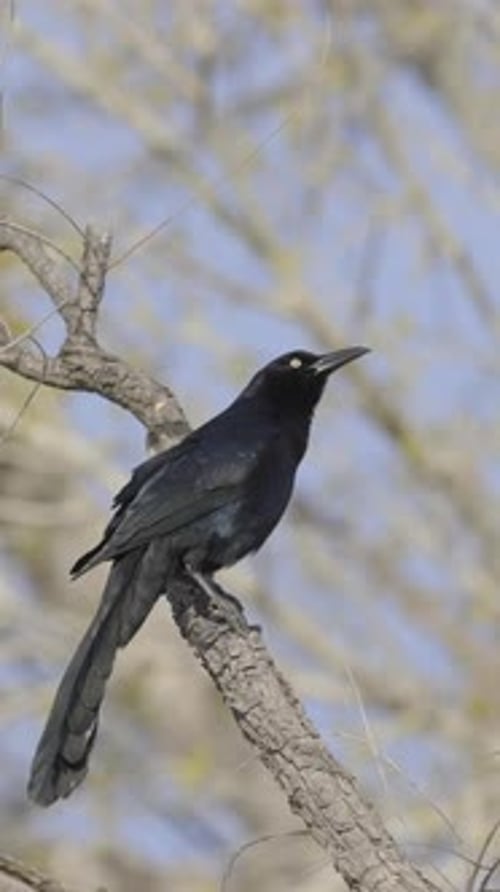 Grackle à grande queue perché sur fond vertical de branches
