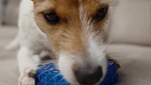 Cute Dog Playing with Rubber Ring Toy at Living Room