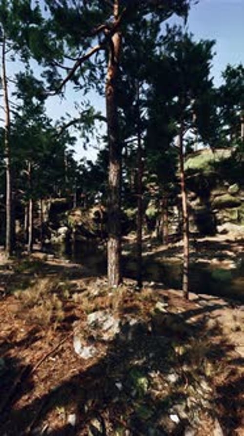 Forest Landscape With Rocks and Trees