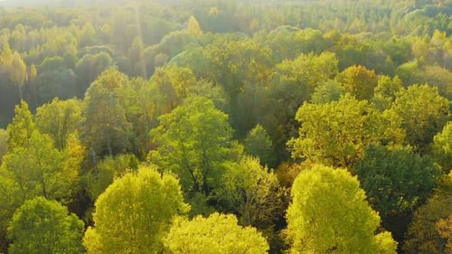Aerial View Of Green Forest Elevated View Of Woods Forest Landscape During Sunset In Autumn Evening