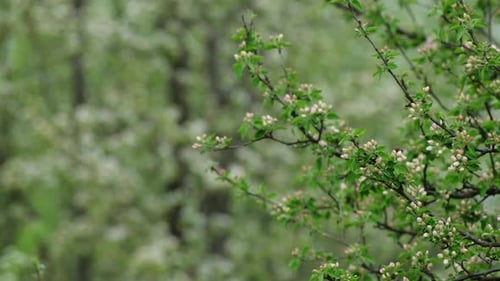 Natur im Frühling, Zweige, Obstbäume, die vom Wind langsam bewegt werden.