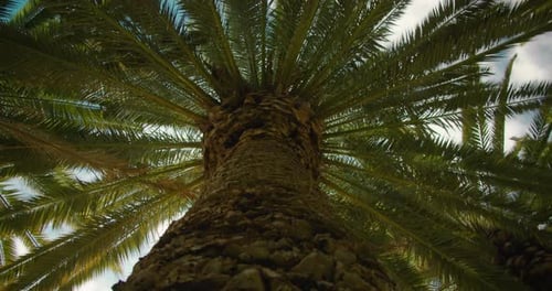 High Palm Trees Against Blue Sky on Sunny Day Closeup Old Tree Trunk View From Below Up