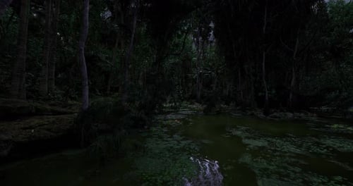 Eerie Swamp Under Moonlight Serene Moonlit Marsh with Floating Lilies