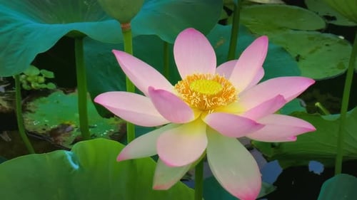 Beautiful waterlily or lotus flower with water surface