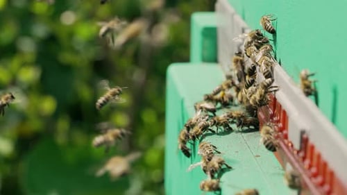 Bees Flying Around Beehive on Sunny Day