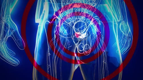 Animated Male Pelvic Anatomy with Prostate and Nervous System