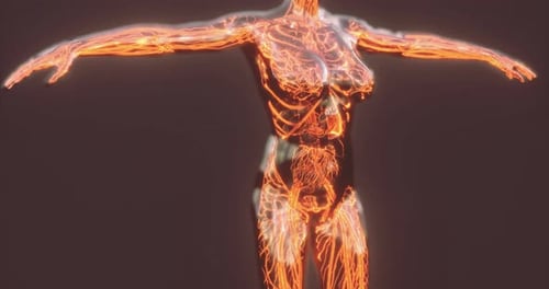 Blood Vessel Anatomy Veins and Arteries Detailed Representation