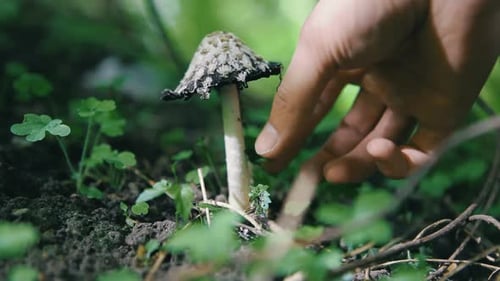 Hand Plucks Mushroom from Forest Floor