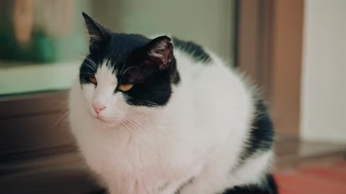 Fluffy Black and White Cat Resting Indoors