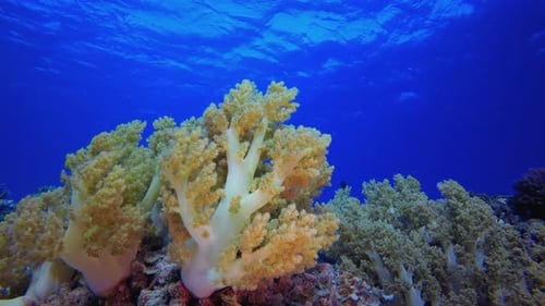 Coral Garden Seascape Soft Coral