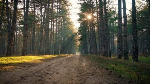 Country Sand Road Between High Pine Trees in Forest at Sunset Foggy Sun Beams Through Branches