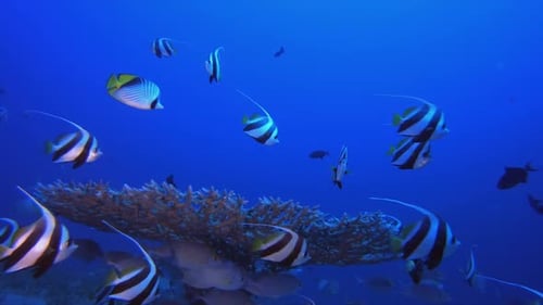 Banner-Fish Coral Reefs