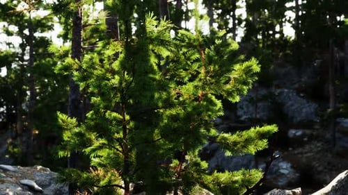 Sunlight Filtering Through Trees in a Serene Forest Setting During Daytime