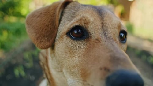 Closeup of a Dog's Face with Focus on the Eyes and Ears Outdoor Portrait with Blurred Green