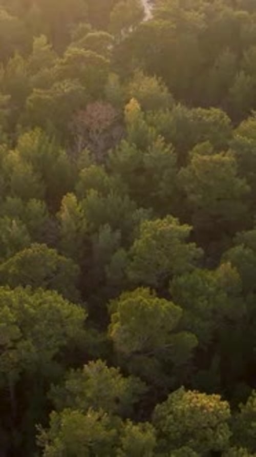 Vertical Video SkyHigh Splendor Exploring the Dark Forest and Enigmatic Greenery Cinematic Drone