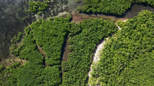 Aerial View Of River Flowing Through The Forest With Green Trees.