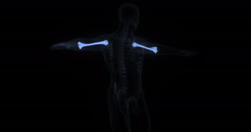 Animated 3D Human Shoulder Bones Medical Visualization