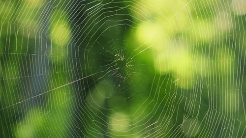 Spider silk against the background of green foliage in the forest.