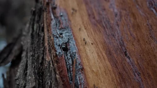 Till Up Macro Shot Schwarze Ameisen