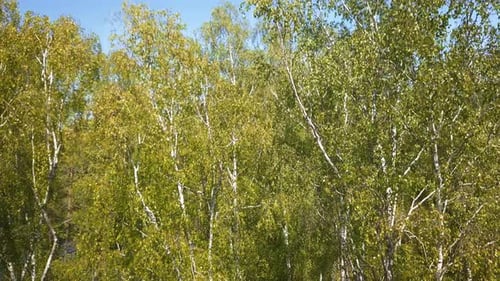 Birch trees close up in a green forest shot from a drone. Slow, cinamatic camera move. High to low,