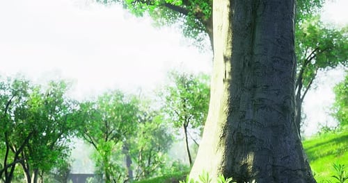 Tall Tree in a Lush Green Forest with Sunlight Filtering Through Leaves