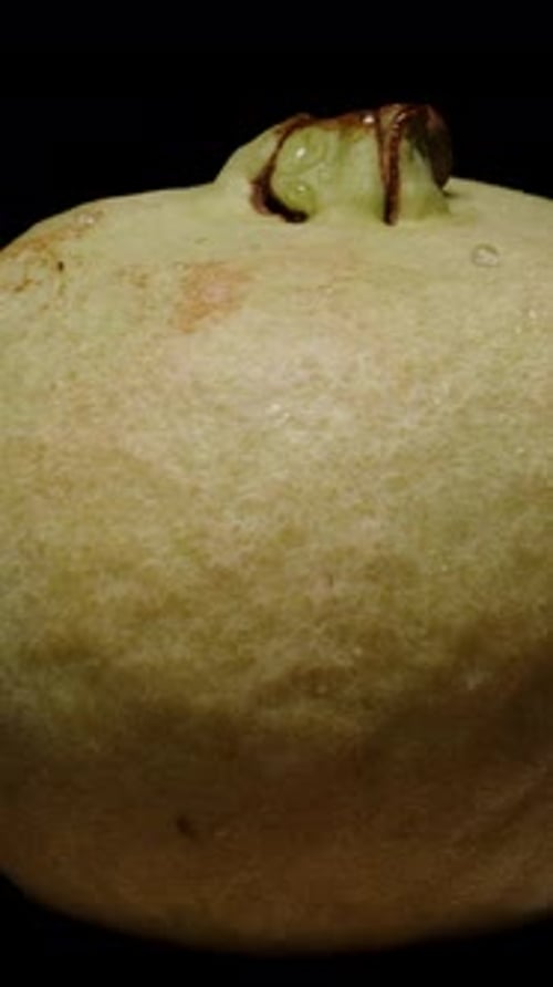 Vertical video. Whole Guava Fruit Rotating Seamlessly in Loop Animation Isolated on Black Background
