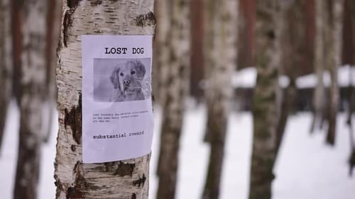 Live Camera Panning Around Birch Tree Trunk with Lost Dog Announcement