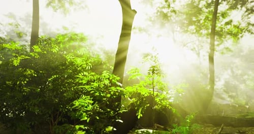 Sunlight Filtering Through Green Foliage in a Serene Forest Setting
