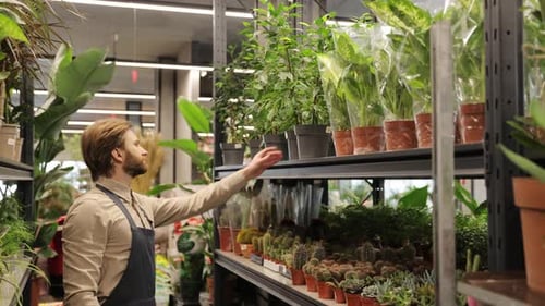 Man Reaches for Potted Plant in Bright Indoor Store