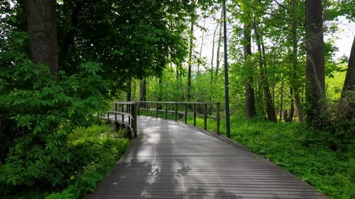 Ein Holzsteg, der sich durch einen üppigen grünen Wald schlängelt, umgeben von Bäumen und Vegetation, unter Natur
