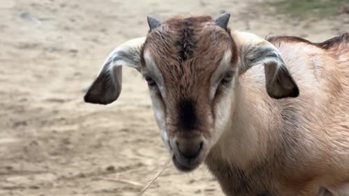 Kleine Ziege frisst auf der Farm von Asien