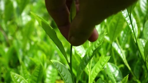 Tea Leaves