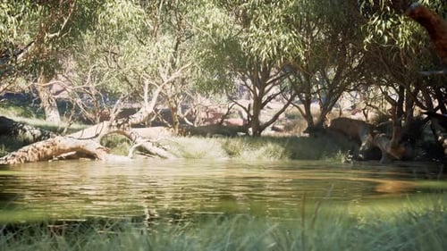 Wildlife Nature Scene _ Tracking shot