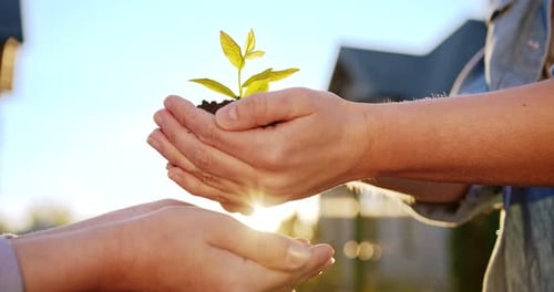 Close Up of Father Hands with Black Soil and Green Small Plant Passing New Life Sign Into Hands of
