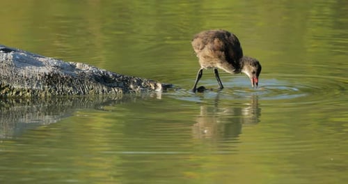 Common moorhen chick ((Gallinula chloropus), the Camargue, France