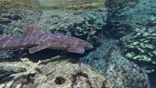 Underwater view of sharks swimming and resting on rocky ocean floor