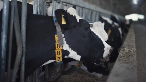 Têtes de vaches mâchant du foin frais provenant d'un parc d'engraissement, grande étable moderne, gros plan