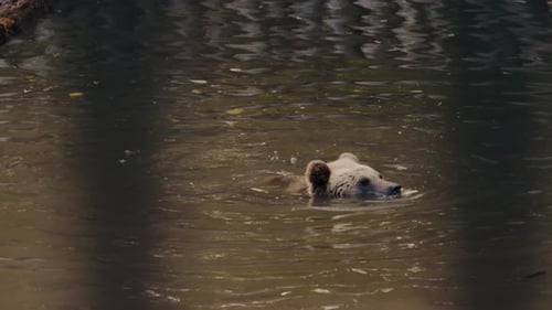 Brown Bear Swimming in Pond on Sunny Day