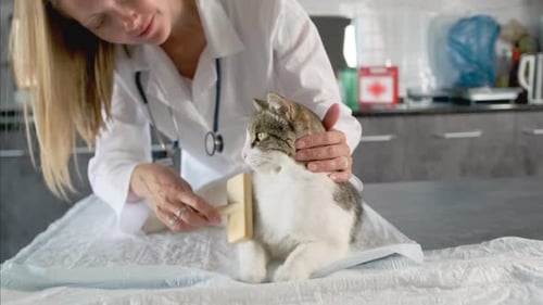 Veterinarian Brushing a Gray and White Cat