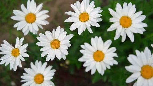 Close Up of Beautiful White Daisy Flowers