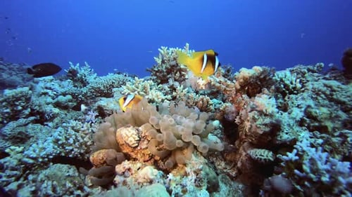 Tropical Clownfish and Sea Anemones