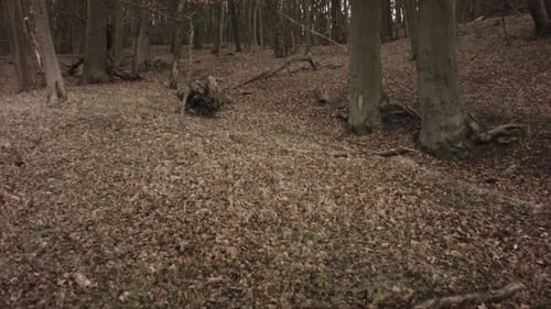 slow walking view of fall winter forest at sunset leafless lifeless trees branches dry maple leaves