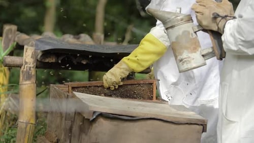 Beekeepers Inspecting Honeycomb Frame at Hive