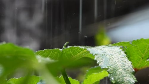 Rain Falling on Vibrant Green Leaves