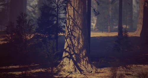 Sunlight Filters Through Trees in a Serene Forest Landscape During Daytime