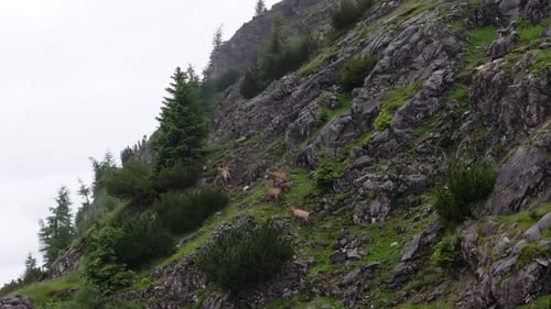Luftaufnahme einer Gämsenherde, die einen steilen Felsenberg erklimmt